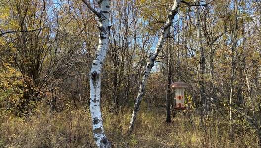 A photo of trees in the  Saskatoon Afforestation area.