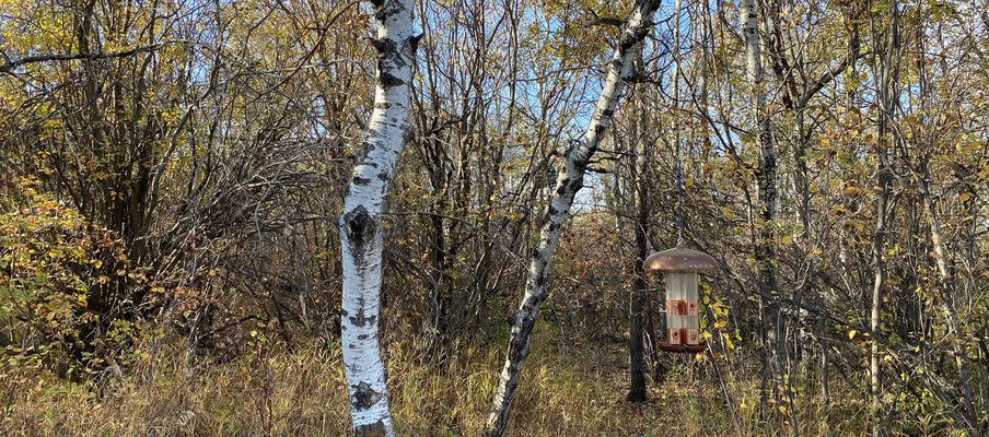 A photo of trees in the  Saskatoon Afforestation area.