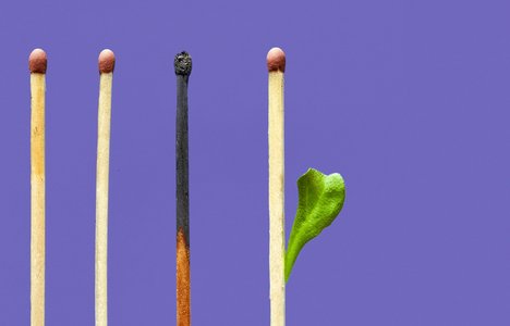 matches in a row with one blackened and burned and the one beside it growing a green leaf.