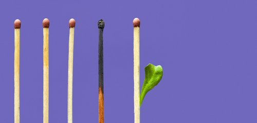 matches in a row with one blackened and burned and the one beside it growing a green leaf.