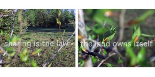 On the left is a picture of a rabbit in a field with the text "sharing is the law", and on the right is a close-up photo of a tree with the text "the land owns itself".